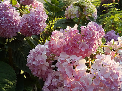 Hydrangea Flowers Jia, Flowers thumbnail