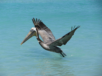 gray pelican flying above body of water thumbnail