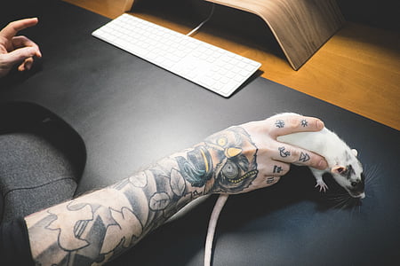 right human tattoo holding black and white rat thumbnail