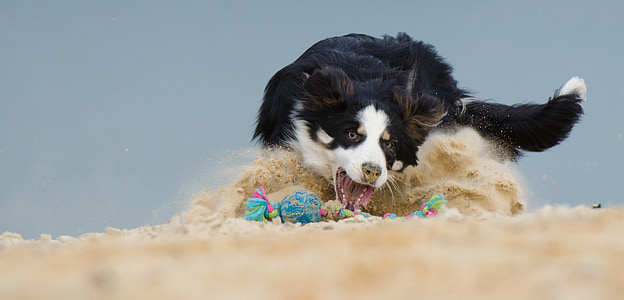 adult black and white border collie playing on sand at daytime thumbnail