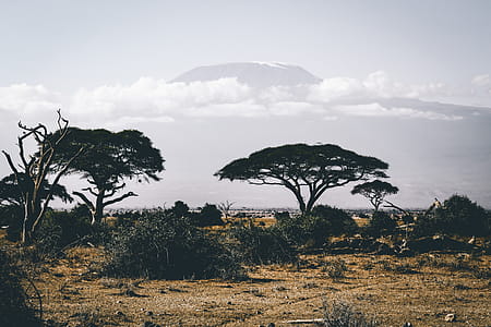 Landscape Photography of Wild Trees over Mountain thumbnail
