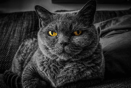 gray cat on white textile thumbnail