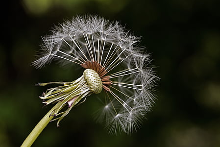 white dandelion seed head in close up photography thumbnail