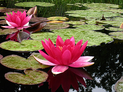pink waterlily flower on body of water thumbnail
