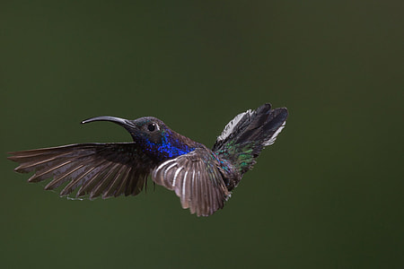 macro photography of black and blue bird thumbnail