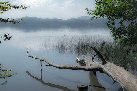 brown tree trunk over body of water thumbnail