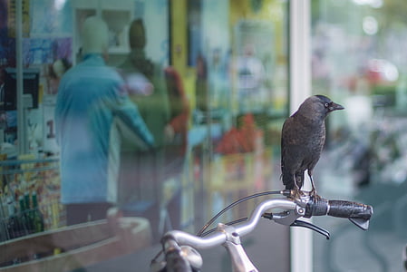 shallow focus photography of black bird on gray bicycle handlebar thumbnail