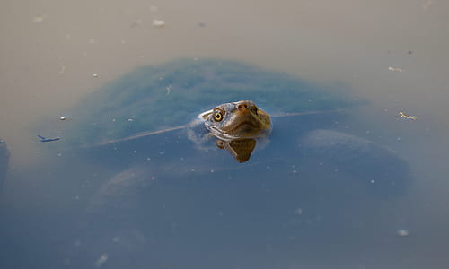 turtle dipped on body of water thumbnail