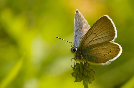 gray butterfly thumbnail