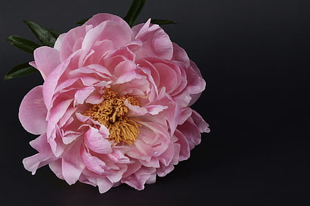 pink peony in close up photography thumbnail