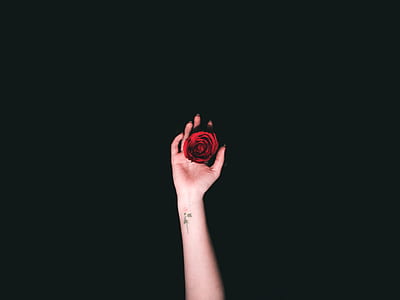 person holding red rose thumbnail