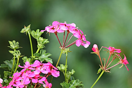 Geranium, Balcony Plant thumbnail