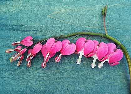 closeup photo of pink flowers thumbnail