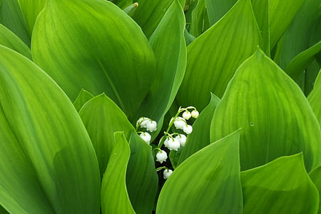 green leaf plant with white flowers thumbnail