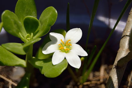 nature, garden, petals, plant thumbnail