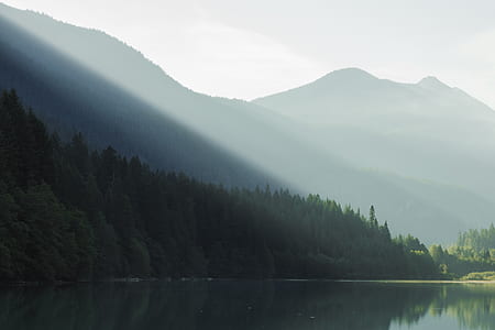 green leafed trees and lake thumbnail
