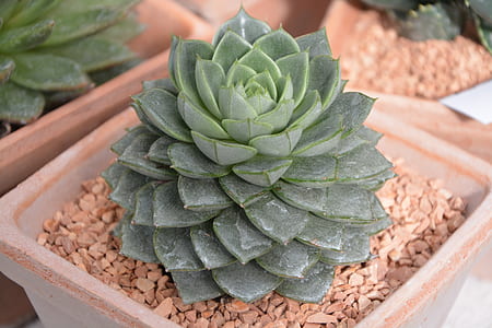 closeup photo of green succulent plant thumbnail
