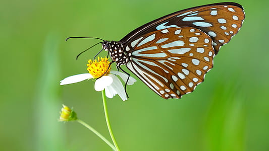 brown and white butterfly sucking on white petaled flower thumbnail