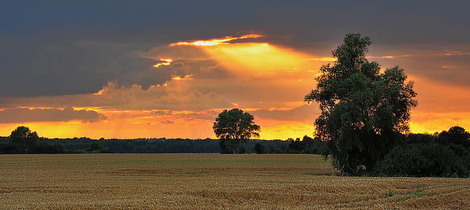 golden hour photography of green and brown grass field thumbnail