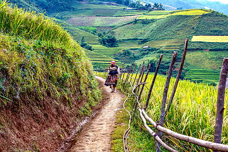 person walking near a rice terraces thumbnail