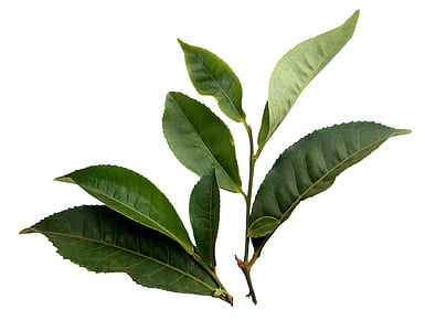 selective focus photography of green leaves thumbnail