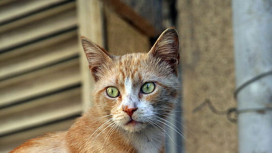 orange tabby cat thumbnail