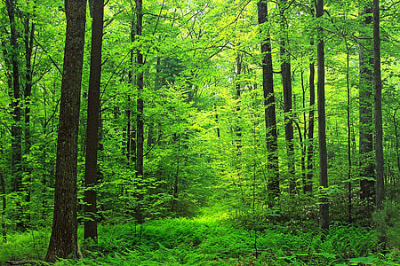 forest digital wallpaper thumbnail