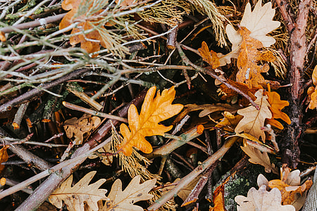 Autumn walk with dogs thumbnail