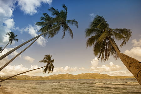 Coconut Trees in Sea Shore during Daytime thumbnail