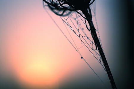 macro photography of water dew on flower thumbnail