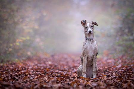 adult whippet sitting on ground with lot of leaves at daytime thumbnail