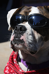 dog wearing black sports sunglasses during daytime thumbnail