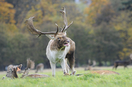 brown horned four-legged animal on green field thumbnail