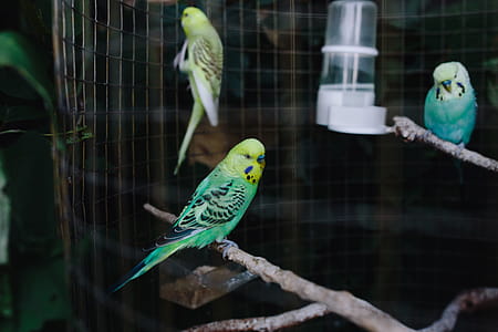 Cute colorful budgies in cage thumbnail