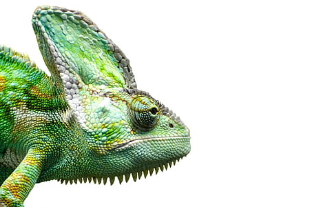 green chameleon thumbnail