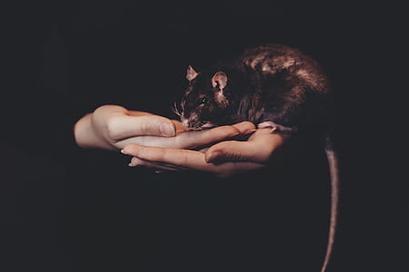 person holding black rat thumbnail