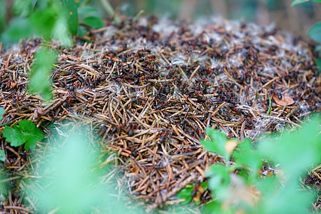 Forest Ant Hill, Wood Ants thumbnail