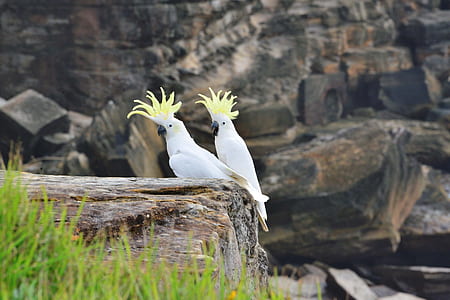 wildlife photography of two cockatiel birds thumbnail