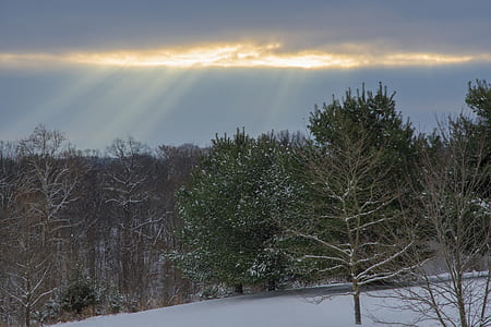 Landscape Photography of Snowy Forest thumbnail