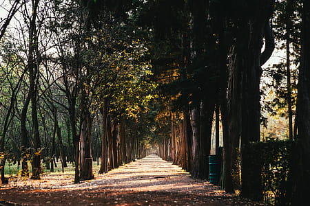 Sunlight Through Treelined Path Photo thumbnail