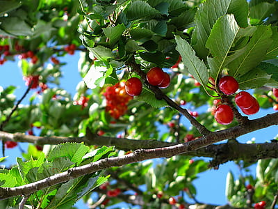 cherries fruit thumbnail