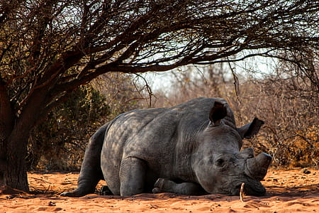 Rhino Lying on Ground Near Tree thumbnail