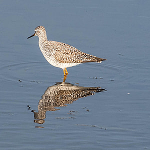 Lesser Yellowlegs thumbnail