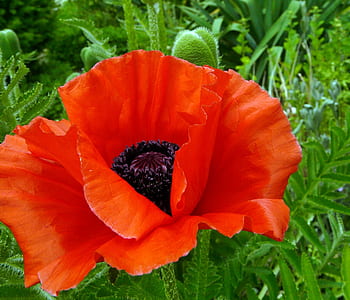 red petaled flower thumbnail