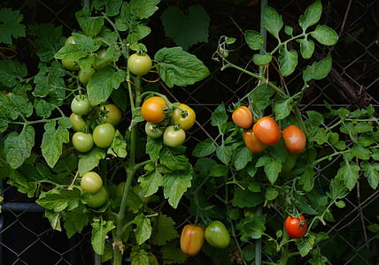 green and red apples thumbnail