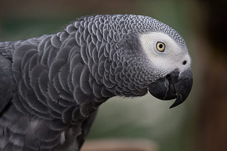 selective photography African grey parrot thumbnail
