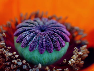 shallow focus photography of purple, teal, and gray flower thumbnail