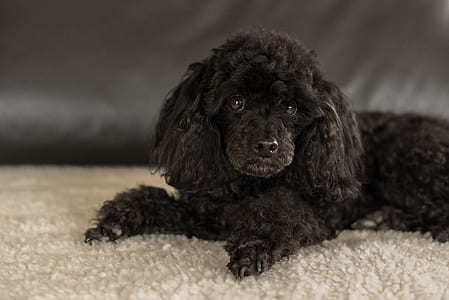 long-coated black dog on beige carpet thumbnail