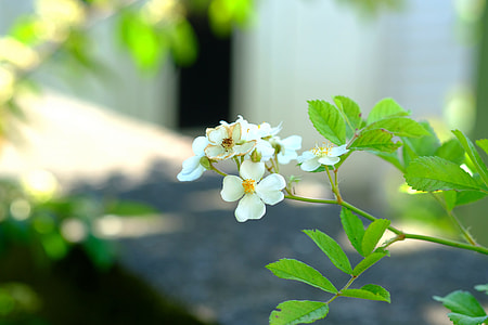 Five Finger Shrub, Finger Shrub thumbnail