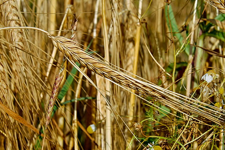 close-up photo of brown wheat stalk thumbnail